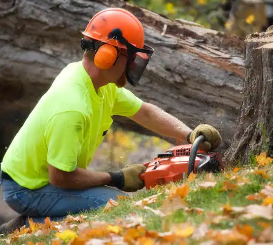 tree services Hazlehurst